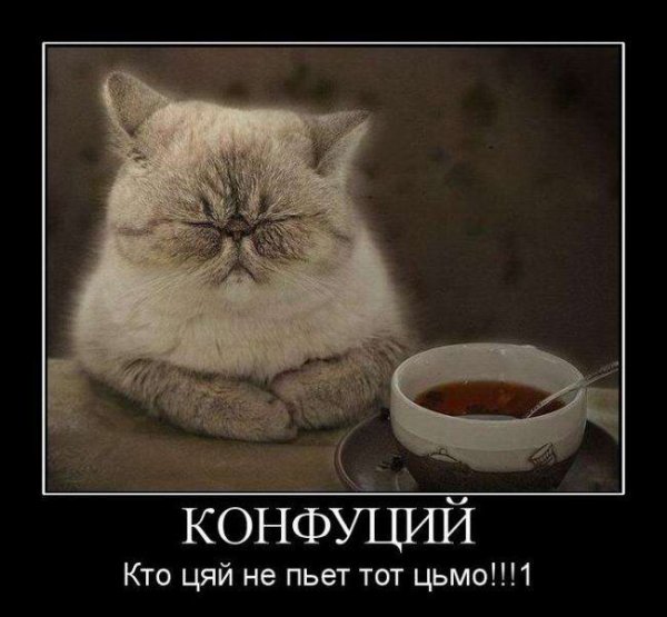 Кто цяй не пьет