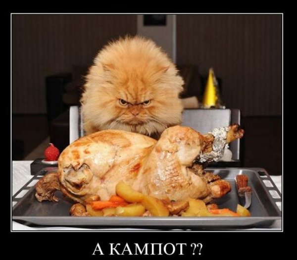 Коты и еда демотиваторы