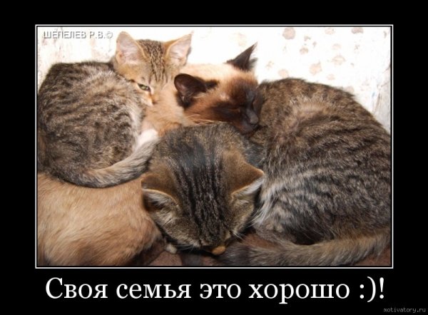 Семья прикол