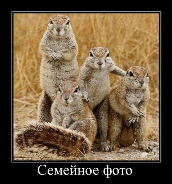 Демотиваторы звери