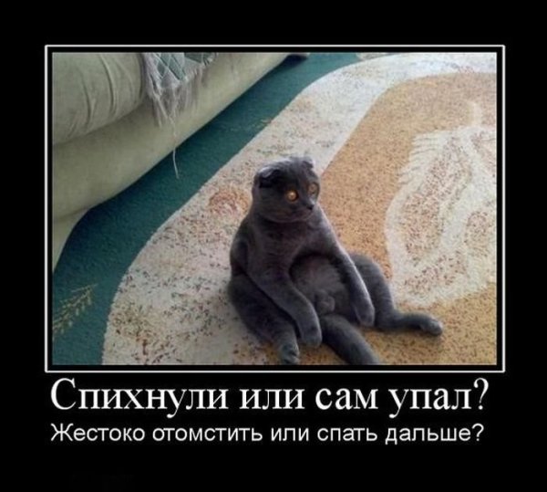Смешные демотиваторы с надписями