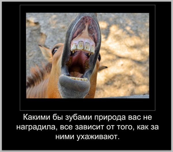 Шутки про зубы