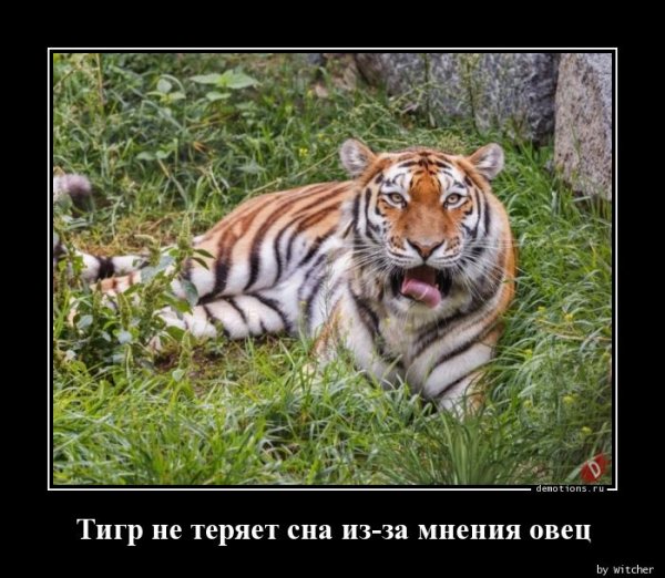 Цитаты про тигров