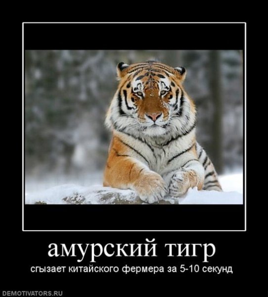 Демотиваторы про тигров