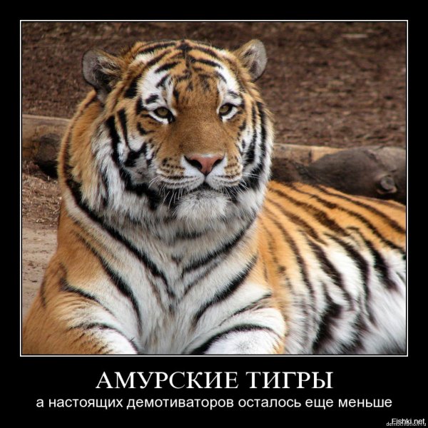 Тигр демотиватор