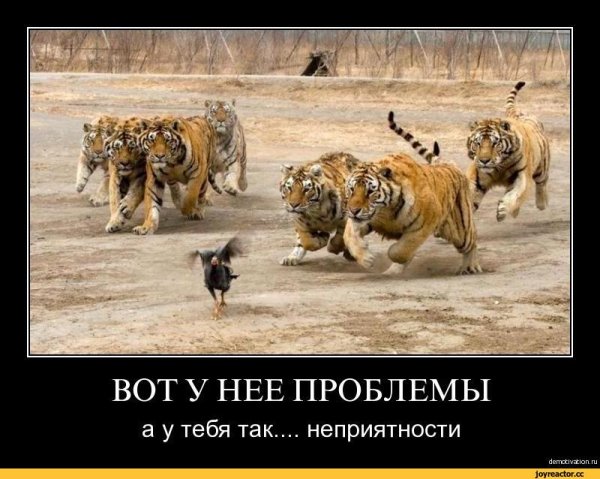 Эстонская армия прикол