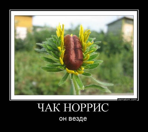 Чак Норрис приколы