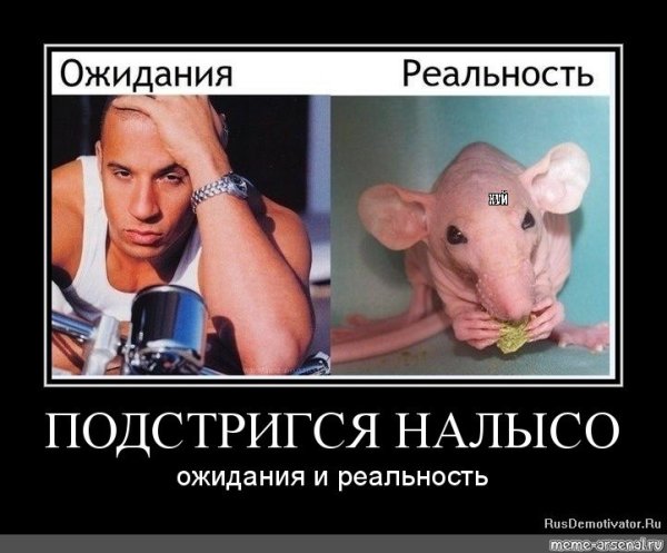 Налысо ожидание реальность