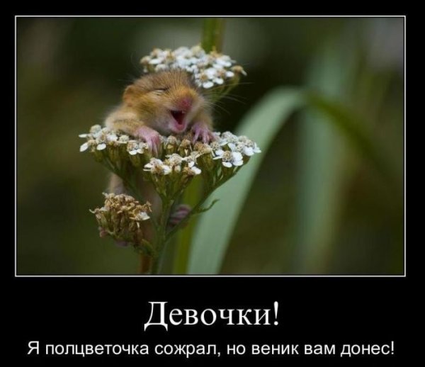 Весна юмор