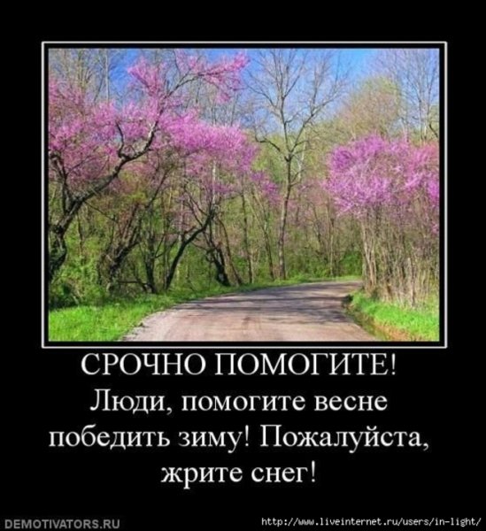 Коты демотиваторы