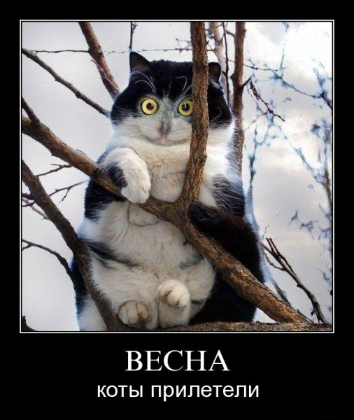 Демотиваторы про весну
