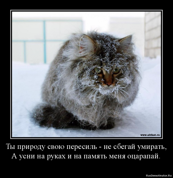Снег мне в спину снег мне