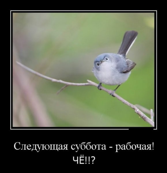 Рабочая суббота картинки