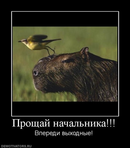 Демотиваторы про начальника