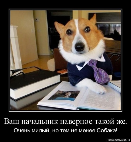 Прикол протначальника