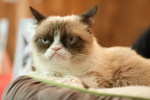 Недовольный кот Grumpy Cat