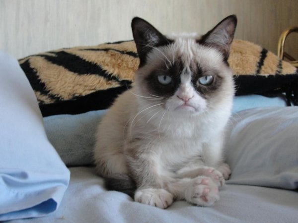Хмурый сиамский кот