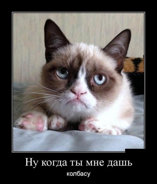 Угрюмый кот приколы