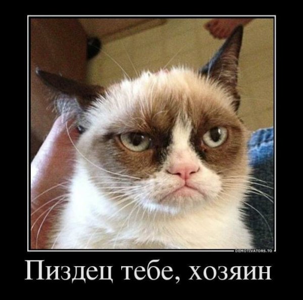 Грустный кот Мем