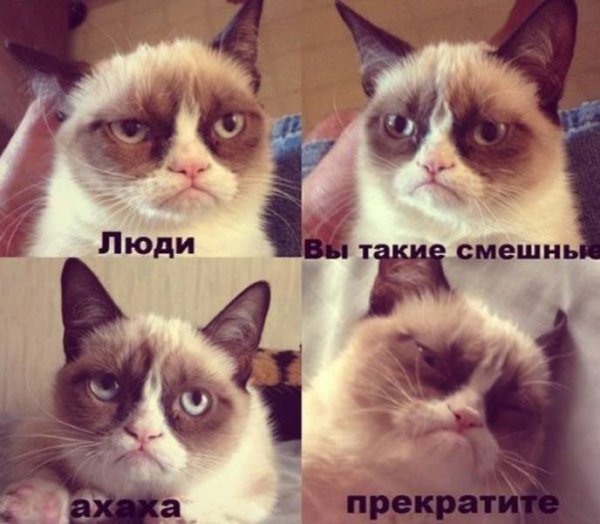 Мемы с котом