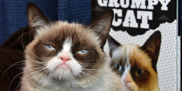 Сердитый кот Grumpy Cat