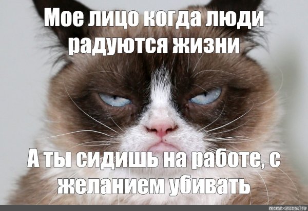 Недовольный кот Мем