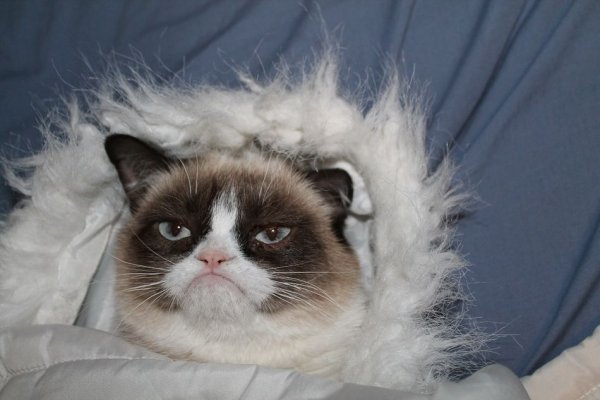 Коты мемы