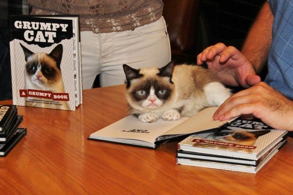 Grumpy Cat в России