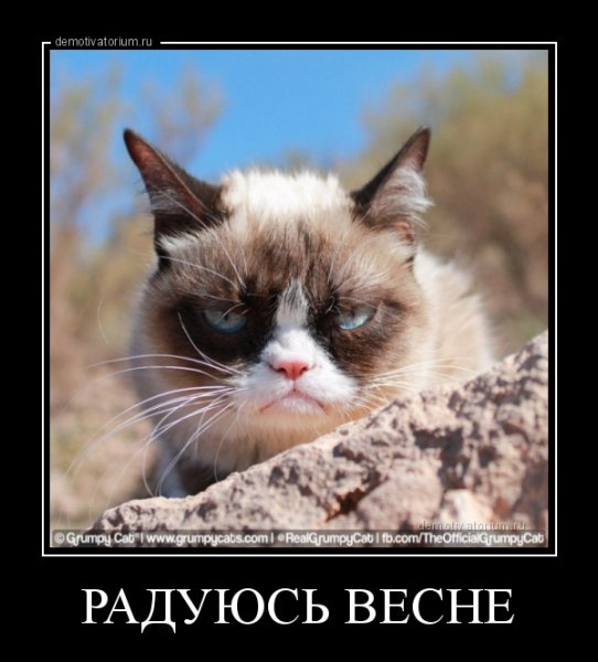 Недовольный кот демотиватор