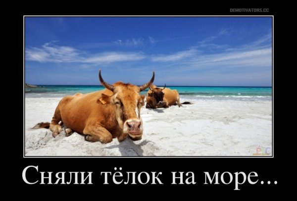 Расизм демотиваторы