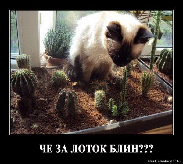 Демотиваторы про котов