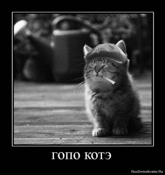 Котэ демотиваторы
