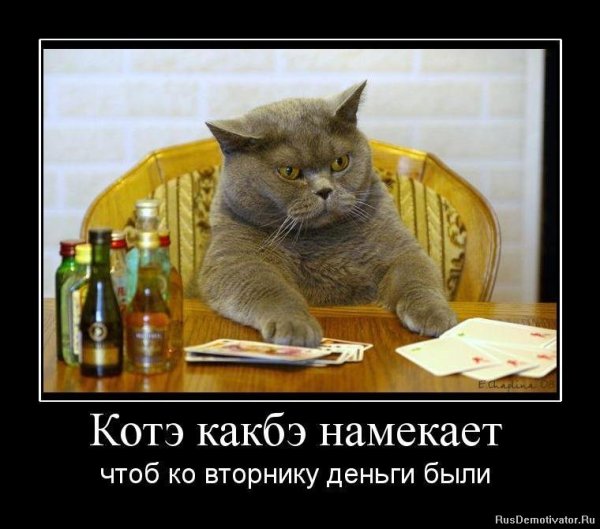 Демотиваторы про котов