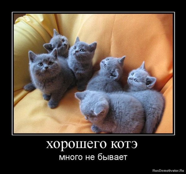 Демотиваторы с котами