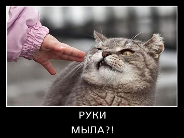 Демотиваторы про котов