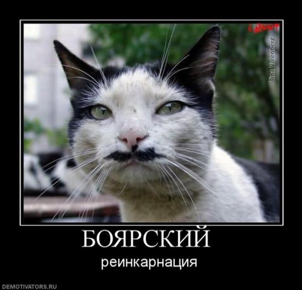 Демотиваторы кошки