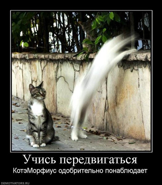 Кот демотиватор