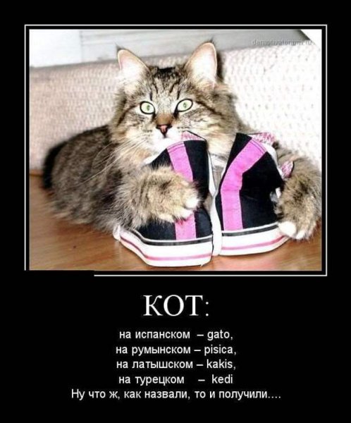 Демотиваторы кошки