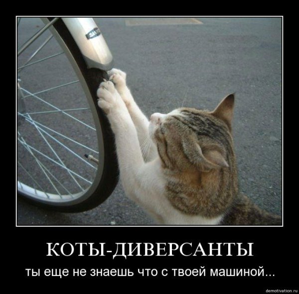 Демотиваторы про котов