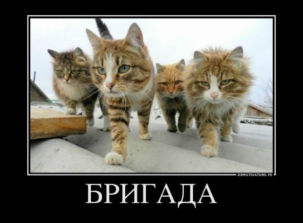 Демотиваторы с котами прикольные