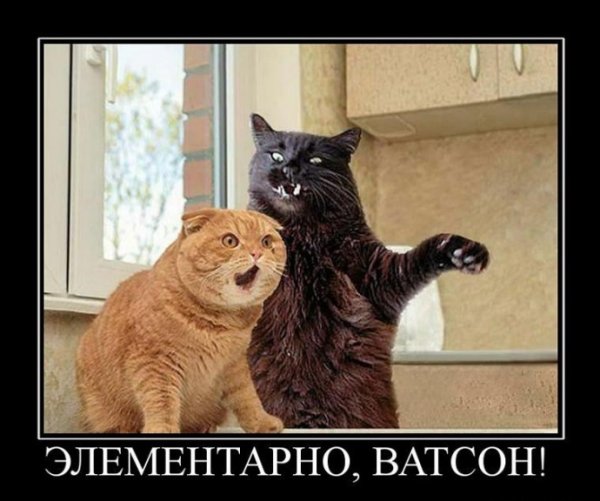 Коты демотиваторы