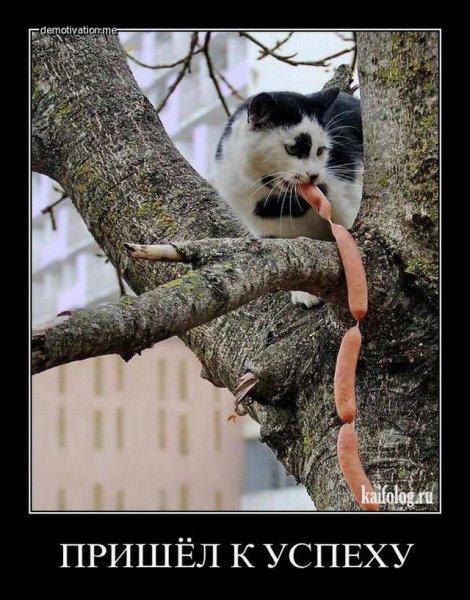 Котята демотиваторы