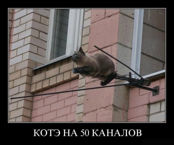 Демотиваторы кошки