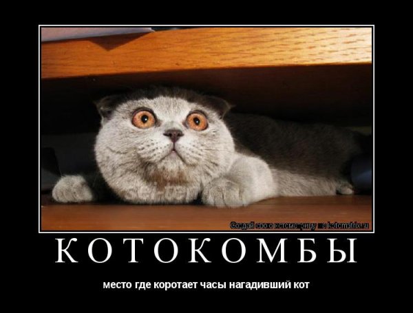 Шутки про котов