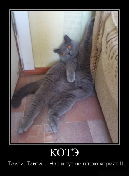Кот демотиватор