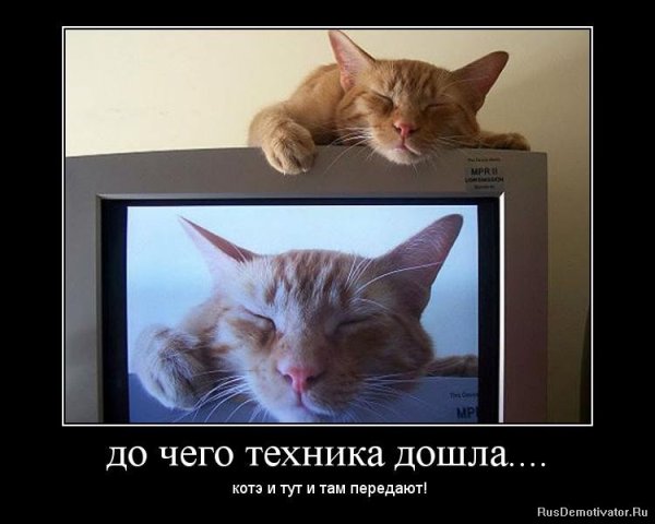 Котики демотиваторы
