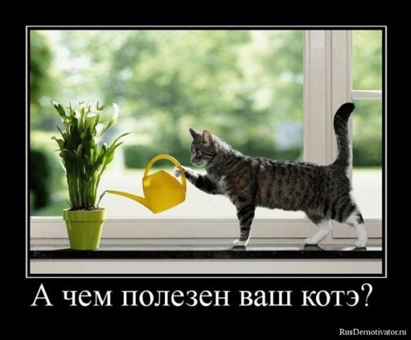 Кот демотиватор