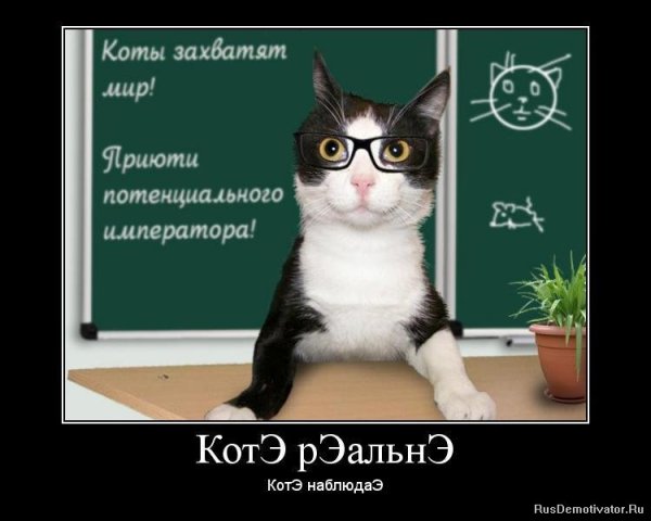 Котэ демотиваторы