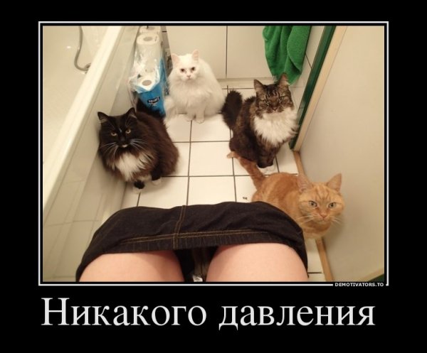 Женщина кошка демотиватор