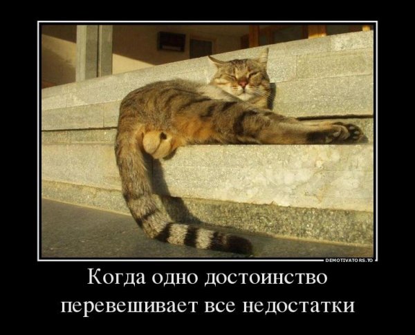 Демотиваторы о котах